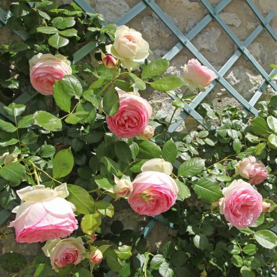 Rosier grimpant 'Pierre de Ronsard®' - Image 3