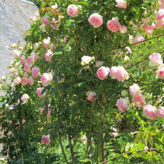 Rosier grimpant 'Pierre de Ronsard®' - Image 2
