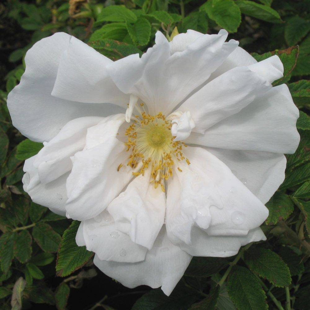 Rosa rugosa 'White perfection' - Image 1
