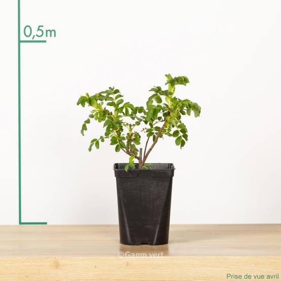 Rosa rugosa 'White perfection' - Image 2