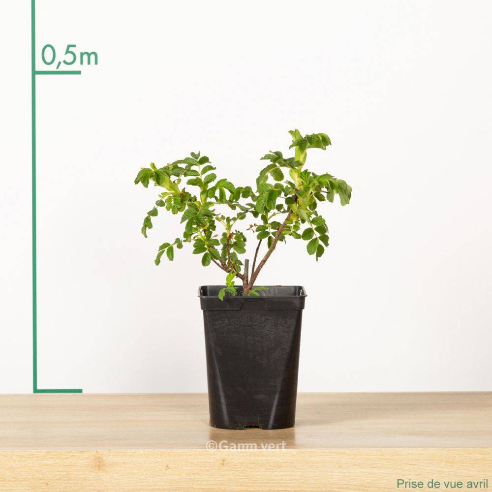 Rosa rugosa 'White perfection' - Image 2