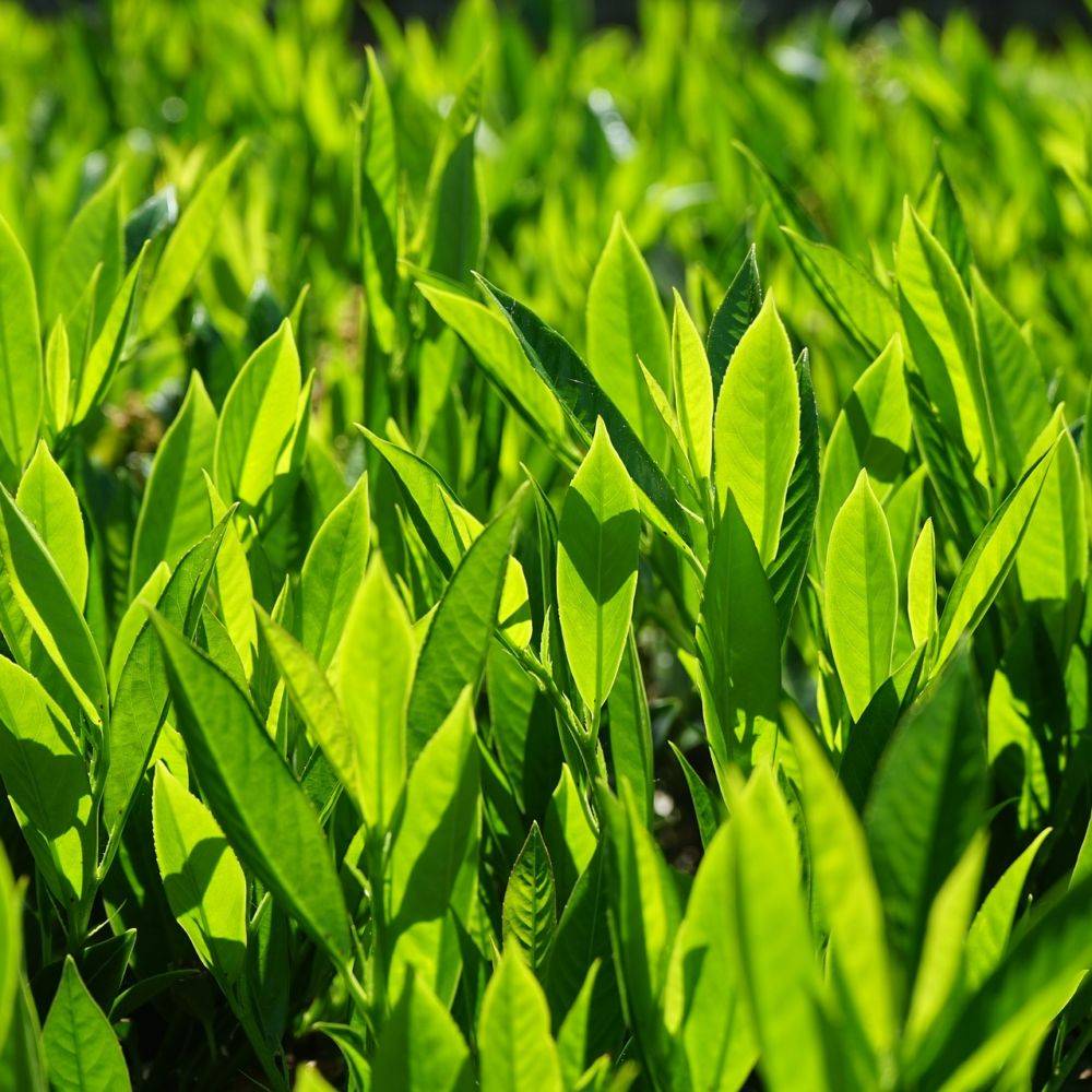 Laurier palme 'Caucasica' - Image 3