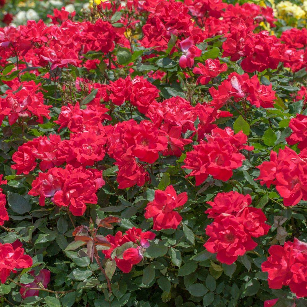 Rosier 'Knock Out®' Radrazz - Rosier Meilland - Image 2