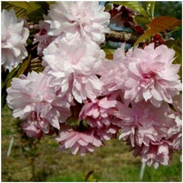 Cerisier à  fleurs pleureur 'Kiku Shidare Sakura'
