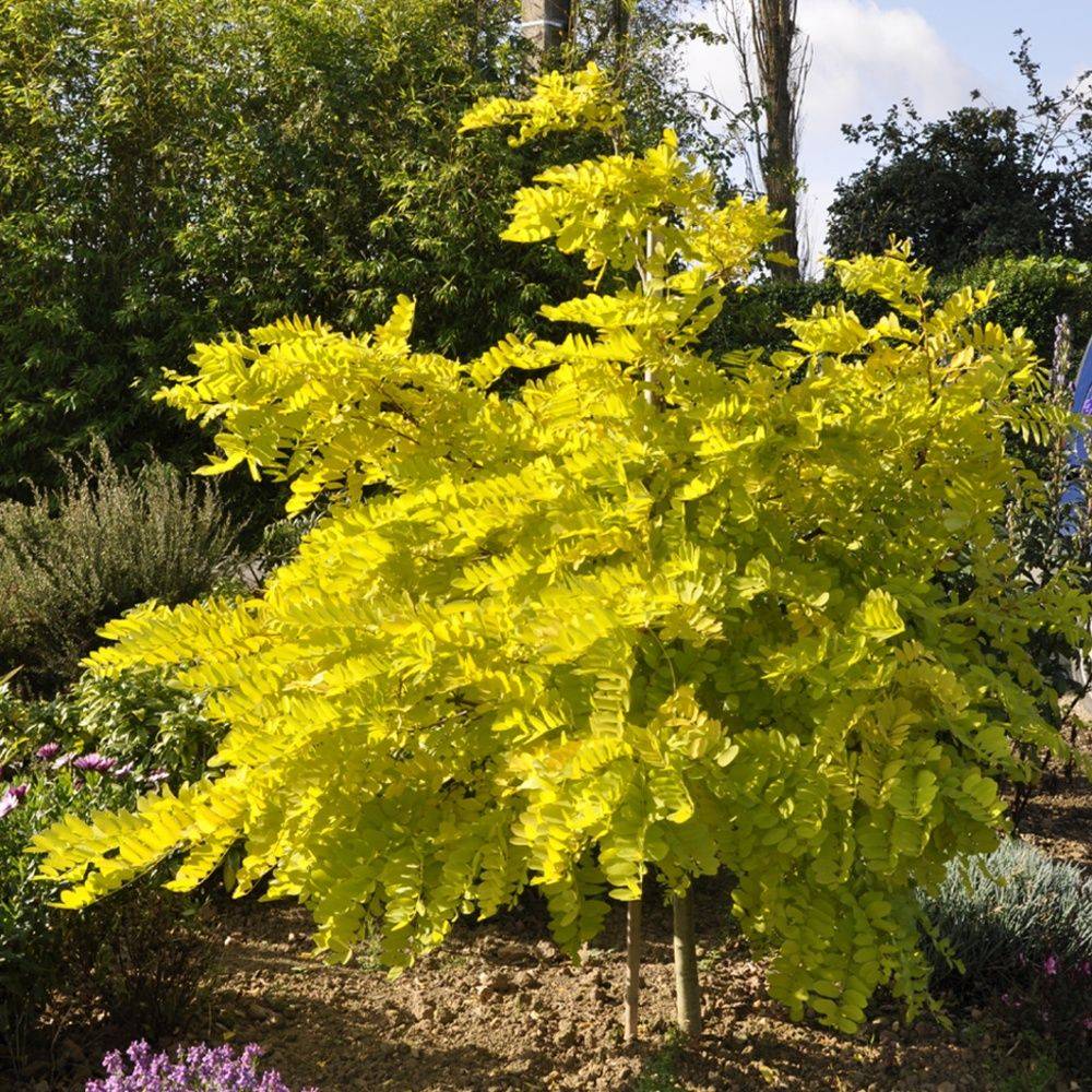 Robinier faux-acacia 'Frisia' - Image 2