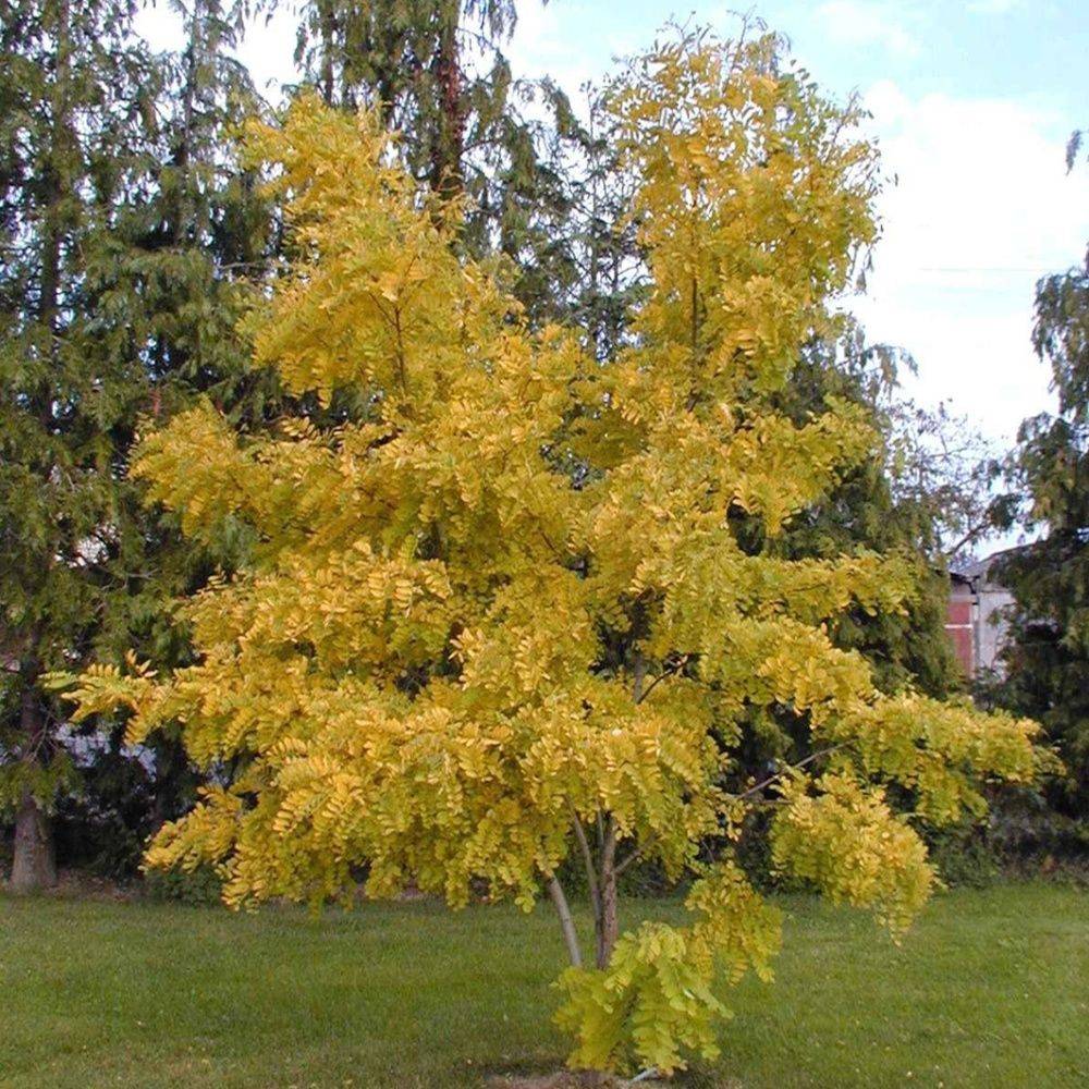 Robinier faux-acacia 'Frisia' - Image 3