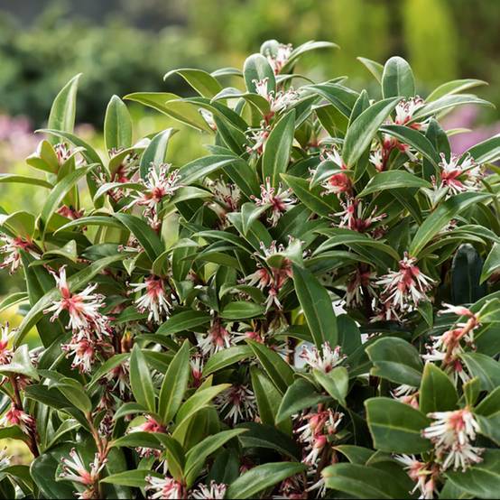 Sarcococca Winter Gem - Image 1