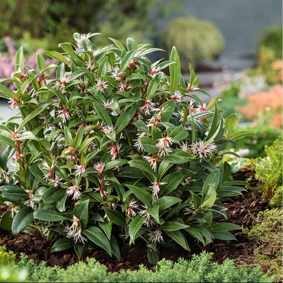 Sarcococca Winter Gem - Image 3