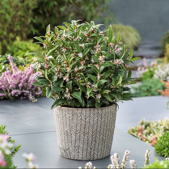 Sarcococca Winter Gem - Image 2