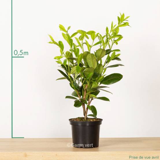 Laurier palme 'Rotundifolia' - Image 6