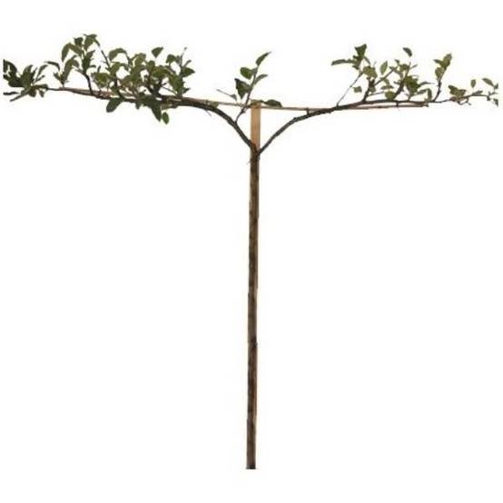 Pommier 'Reinette dorée de Vitry' : taille en cordon double 0,79 - Image 2