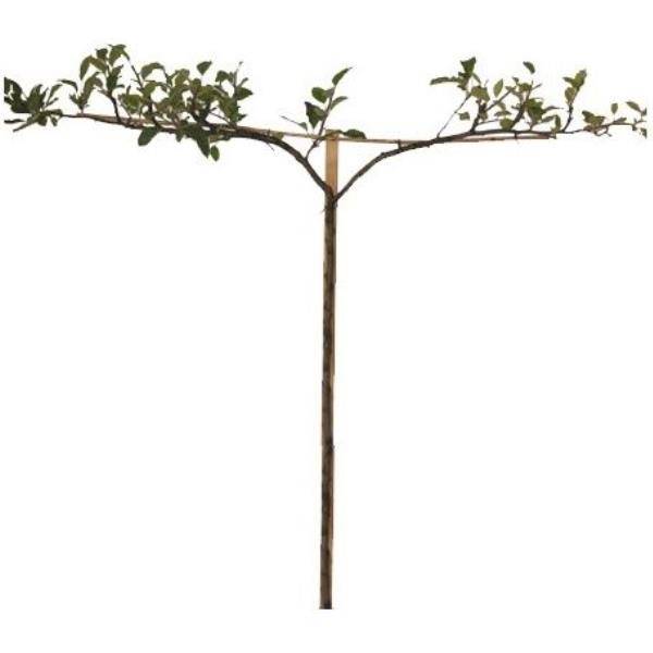 Pommier 'Reinette dorée de Vitry' : taille en cordon double 0,79 - Image 2