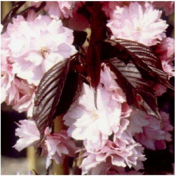 Cerisier à fleurs du Japon 'Royal Burgundy'