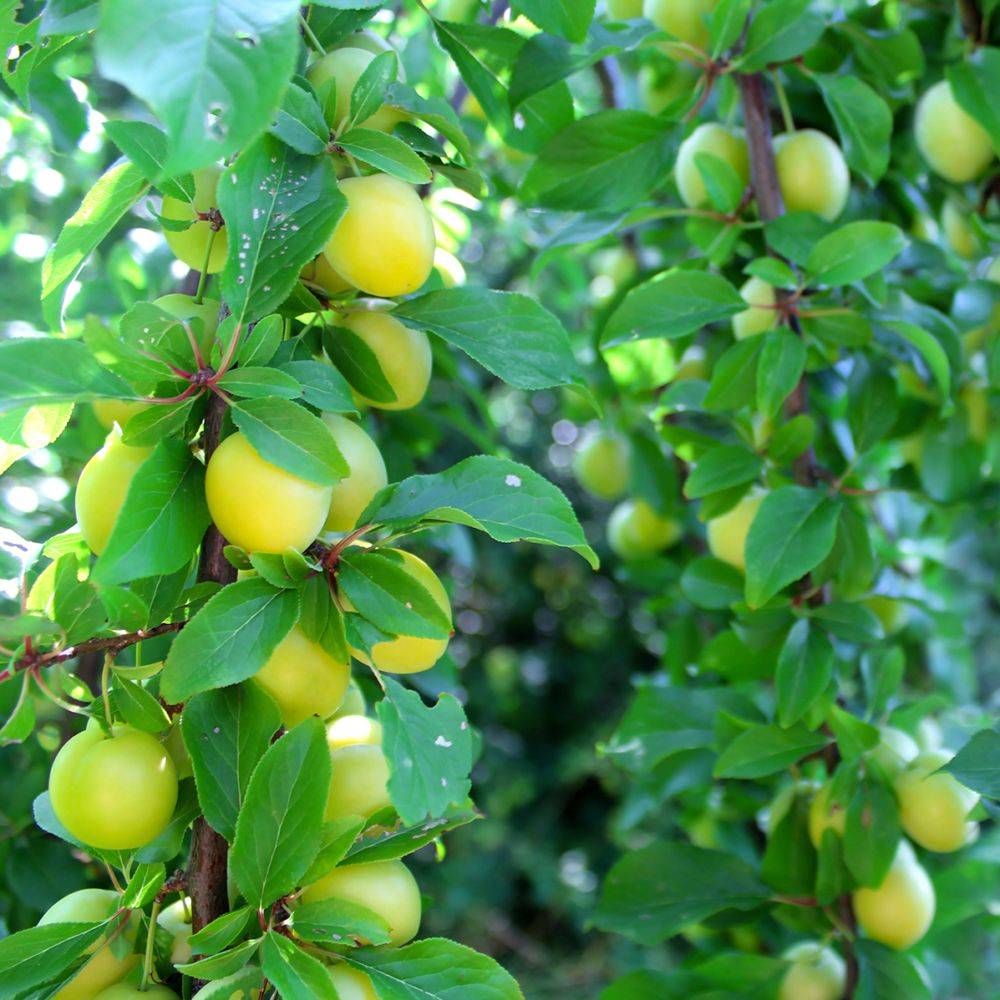 Prunier 'Coe's Golden drop' : taille en gobelet