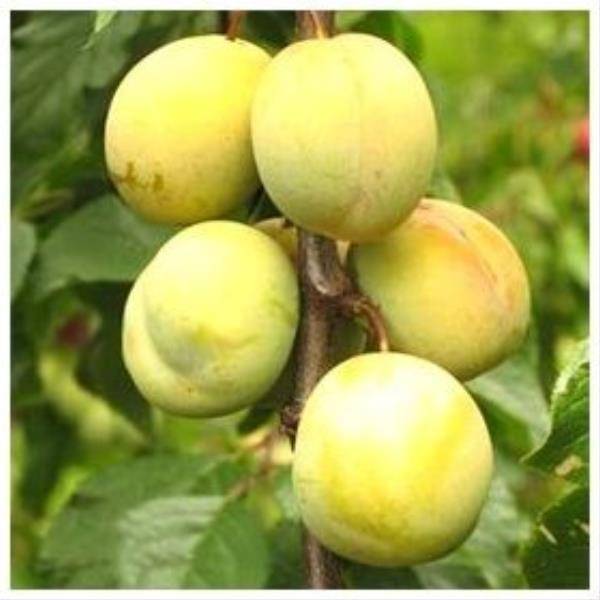 Prunier 'Coe's Golden drop' : taille en gobelet - Image 4