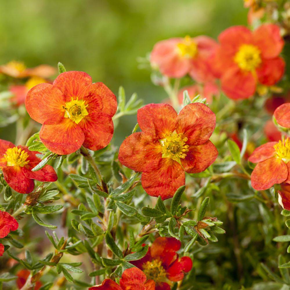 Potentille fructicosa Red Joker - Image 1