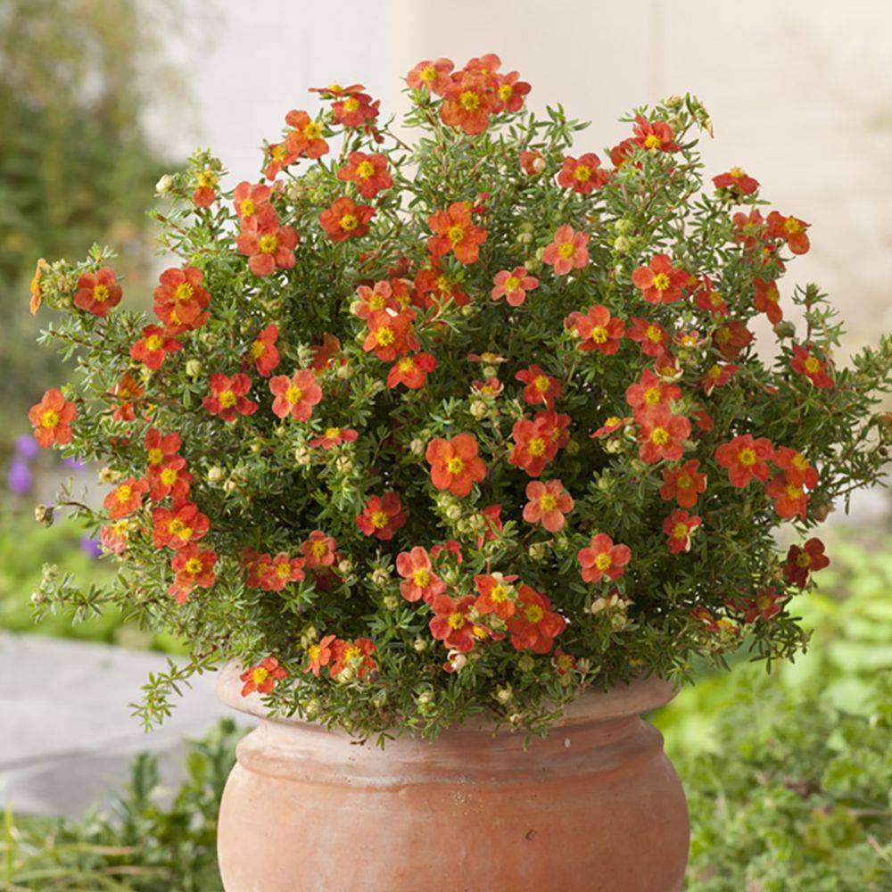 Potentille fructicosa Red Joker - Image 4