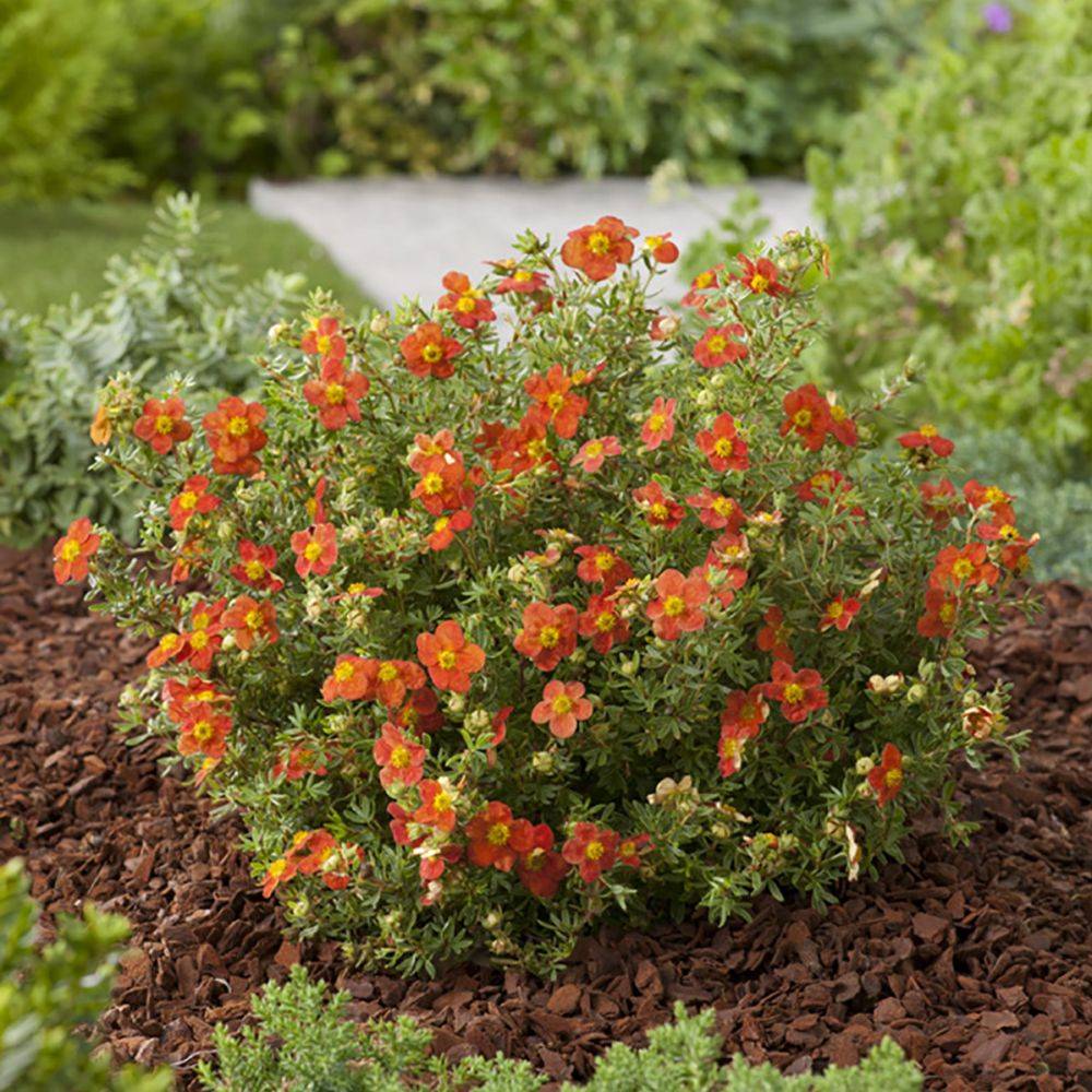 Potentille fructicosa Red Joker - Image 3
