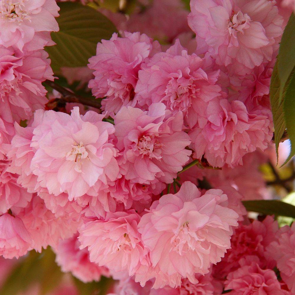 Cerisier à fleurs du Japon 'Kanzan' - Image 8