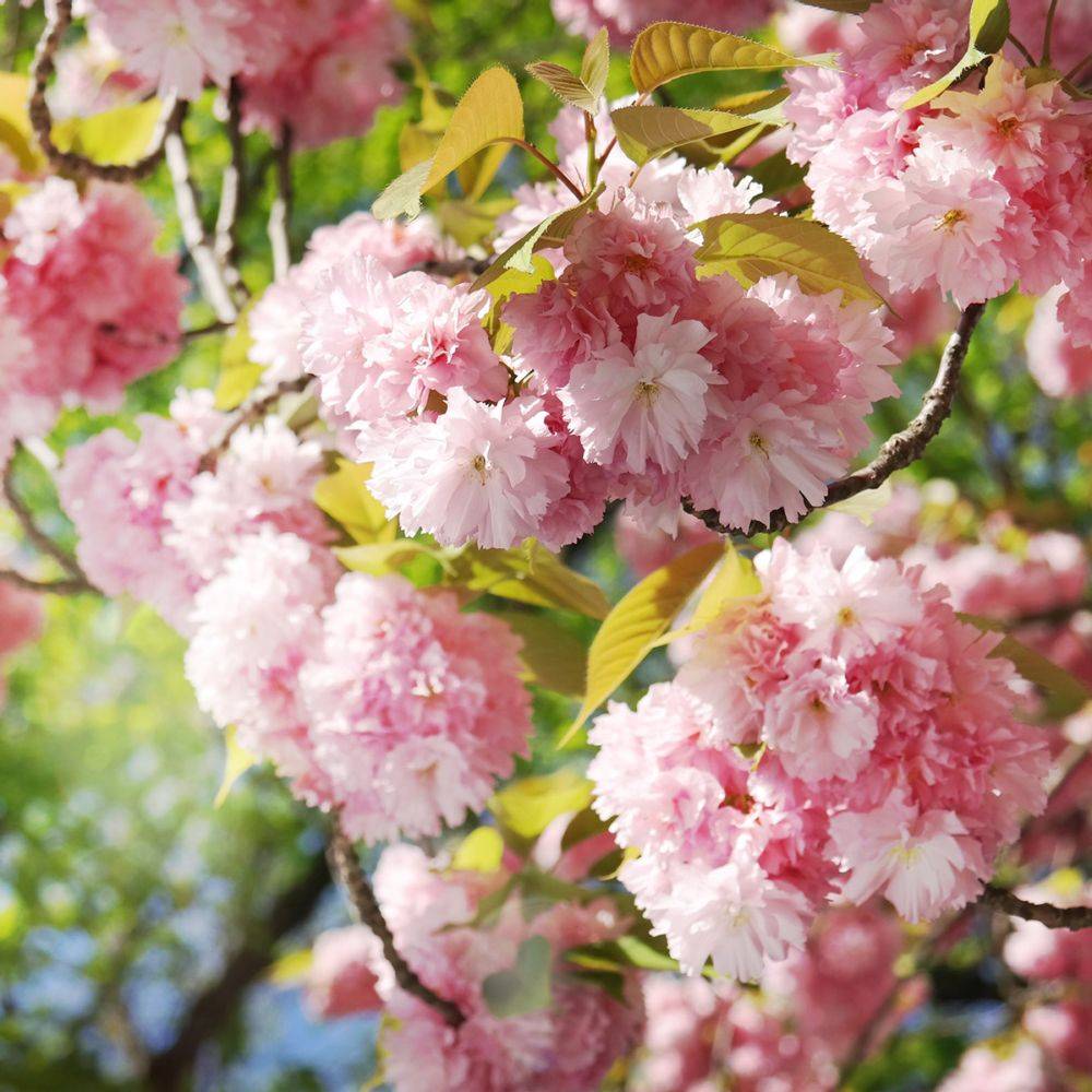 Cerisier à fleurs du Japon 'Kanzan'