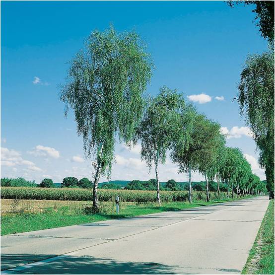 Bouleau blanc - Image 4