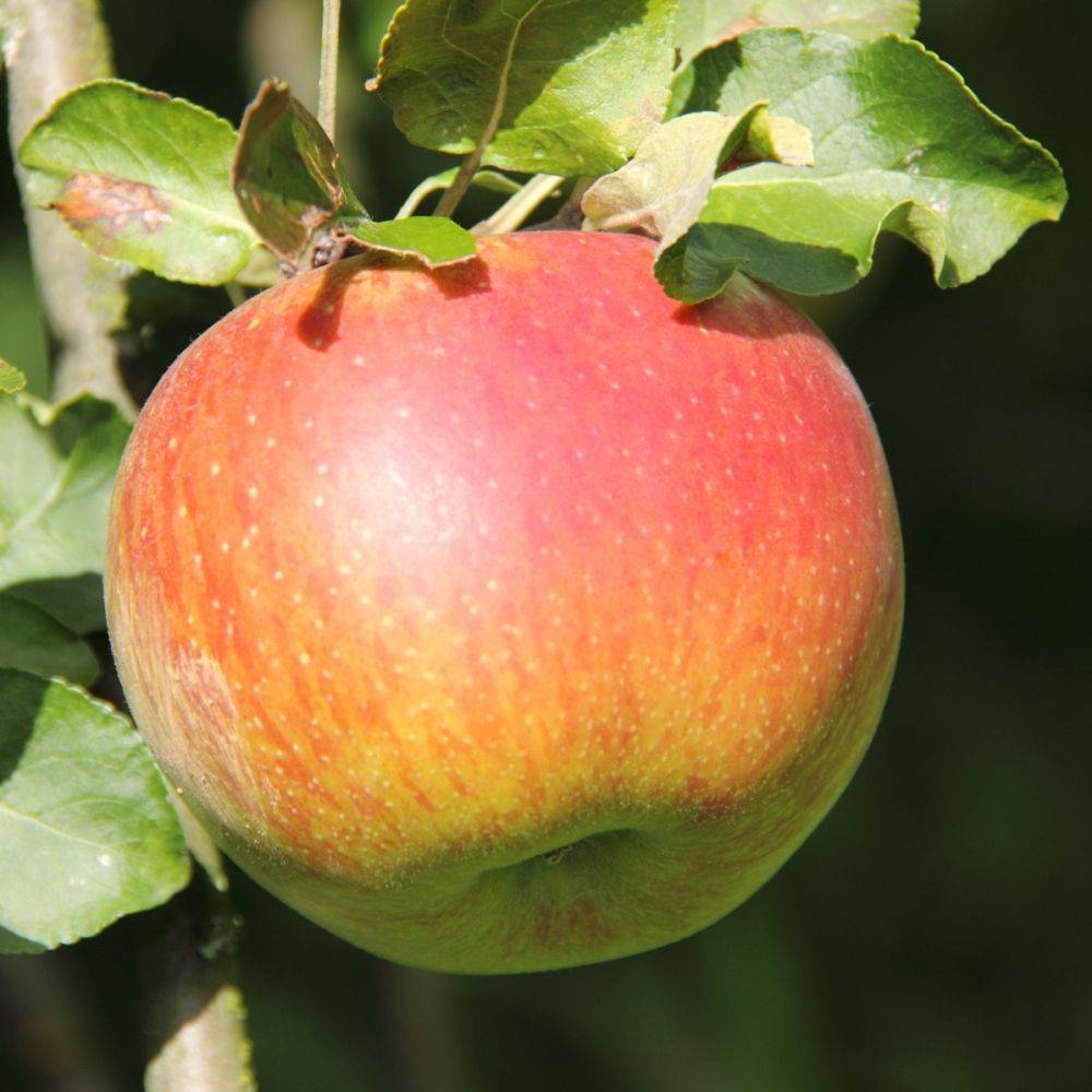 Pommier 'Reine des Reinettes' - Image 3