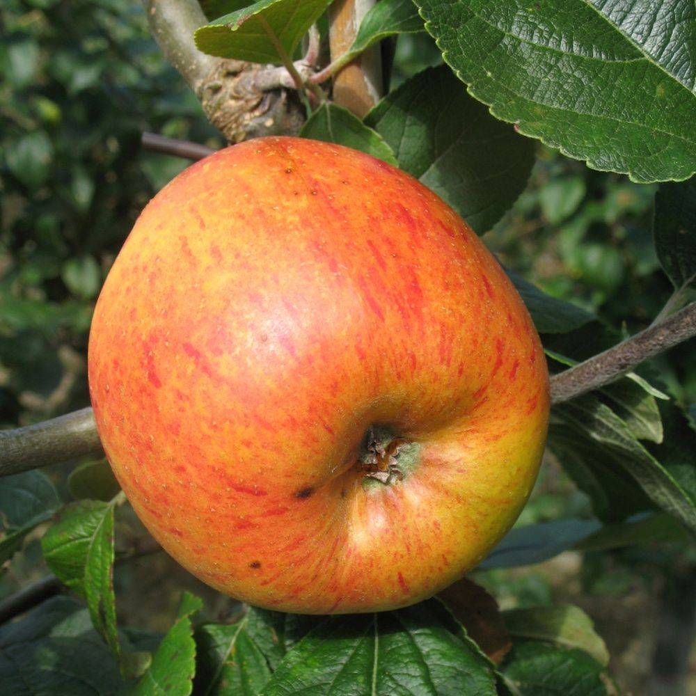 Pommier 'Reine des Reinettes' - Image 2