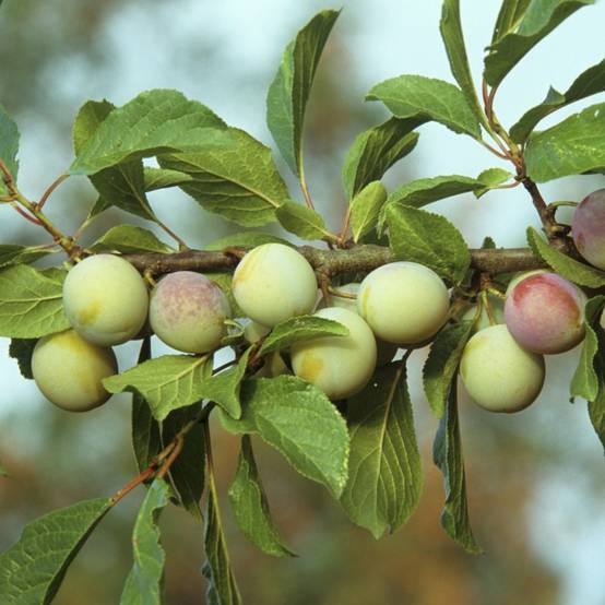 Prunier 'Reine Claude d'Oullins' : taille quenouille, pot de 10 L - Image 3