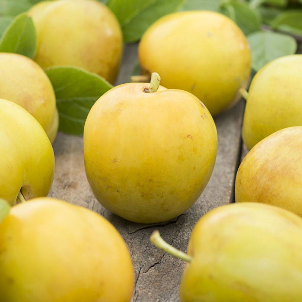 Prunier 'Reine Claude d'Oullins' : taille quenouille, pot de 10 L
