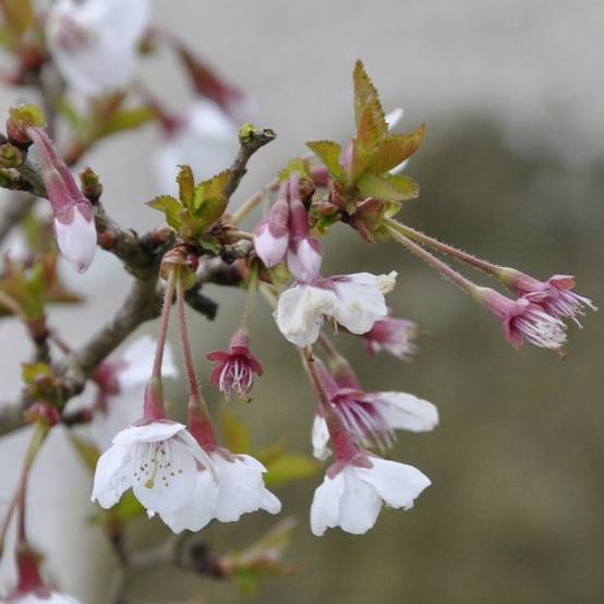 Cerisier à fleurs 'Kojo no Mai' - Cerisier du Japon nain - Image 5