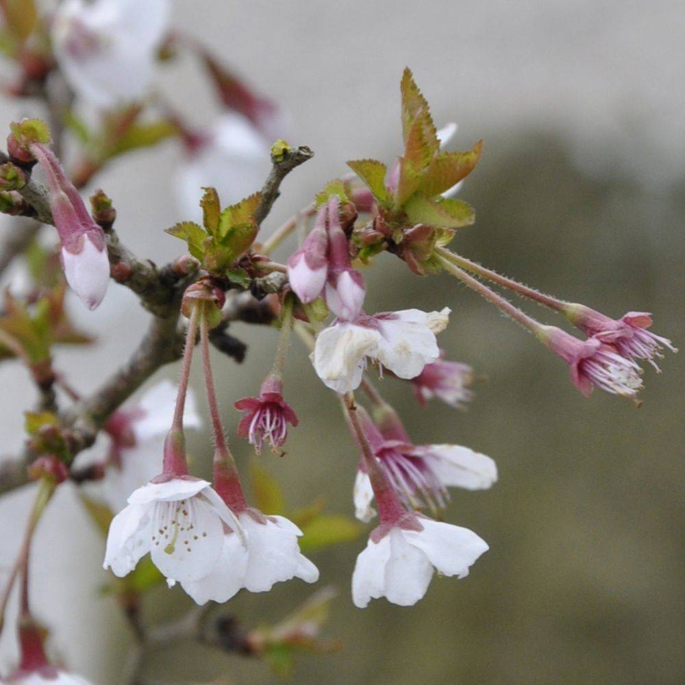 Cerisier à fleurs 'Kojo no Mai' - Cerisier du Japon nain - Image 5