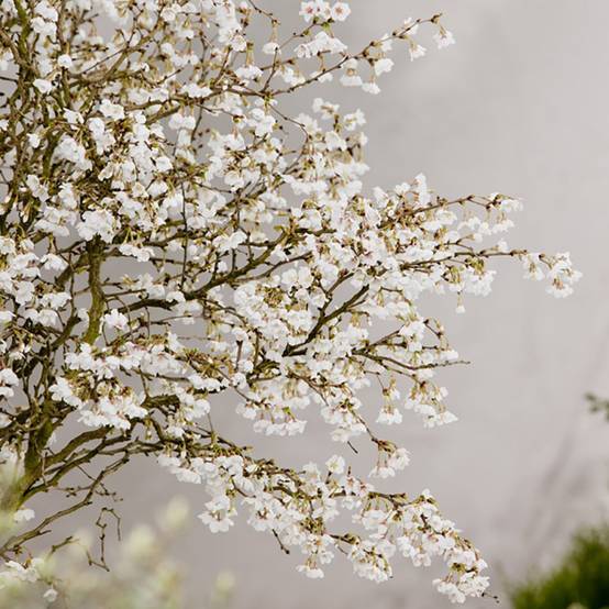 Cerisier à fleurs 'Kojo no Mai' - Cerisier du Japon nain - Image 3
