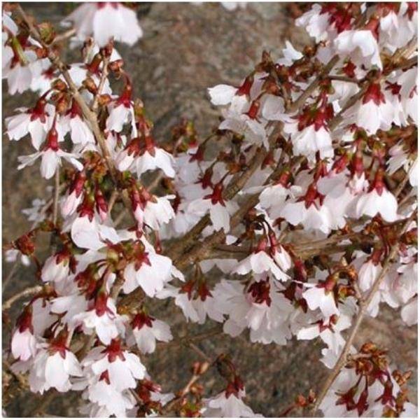 Cerisier à fleurs 'Kojo no Mai' - Cerisier du Japon nain - Image 6