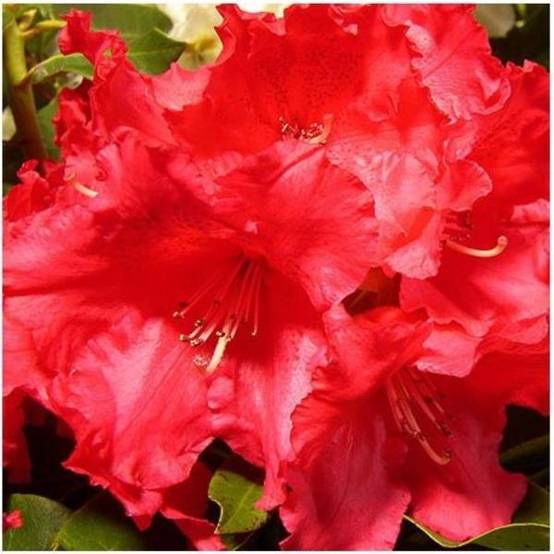 Rhododendron 'Markeeta's Prize'