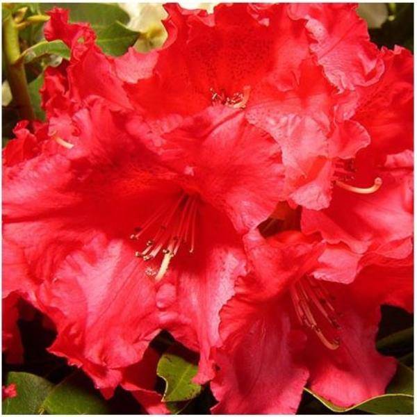Rhododendron 'Markeeta's Prize'