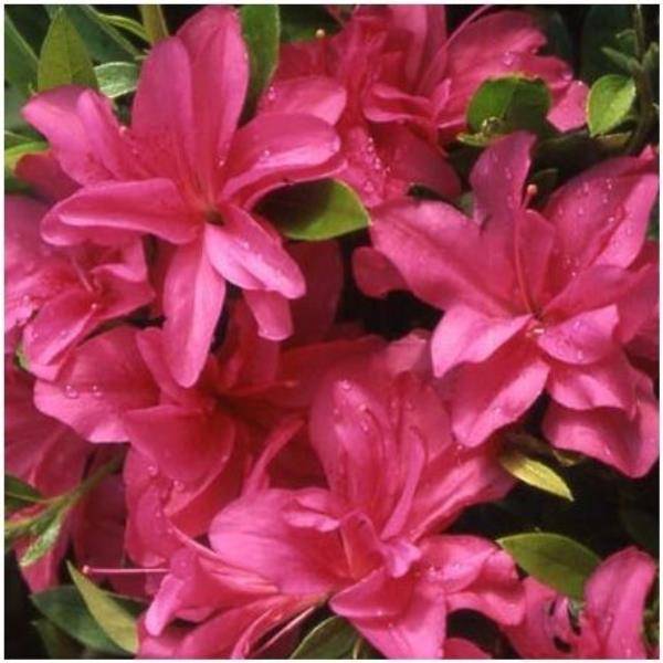 Azalée japonaise 'Rosa King'