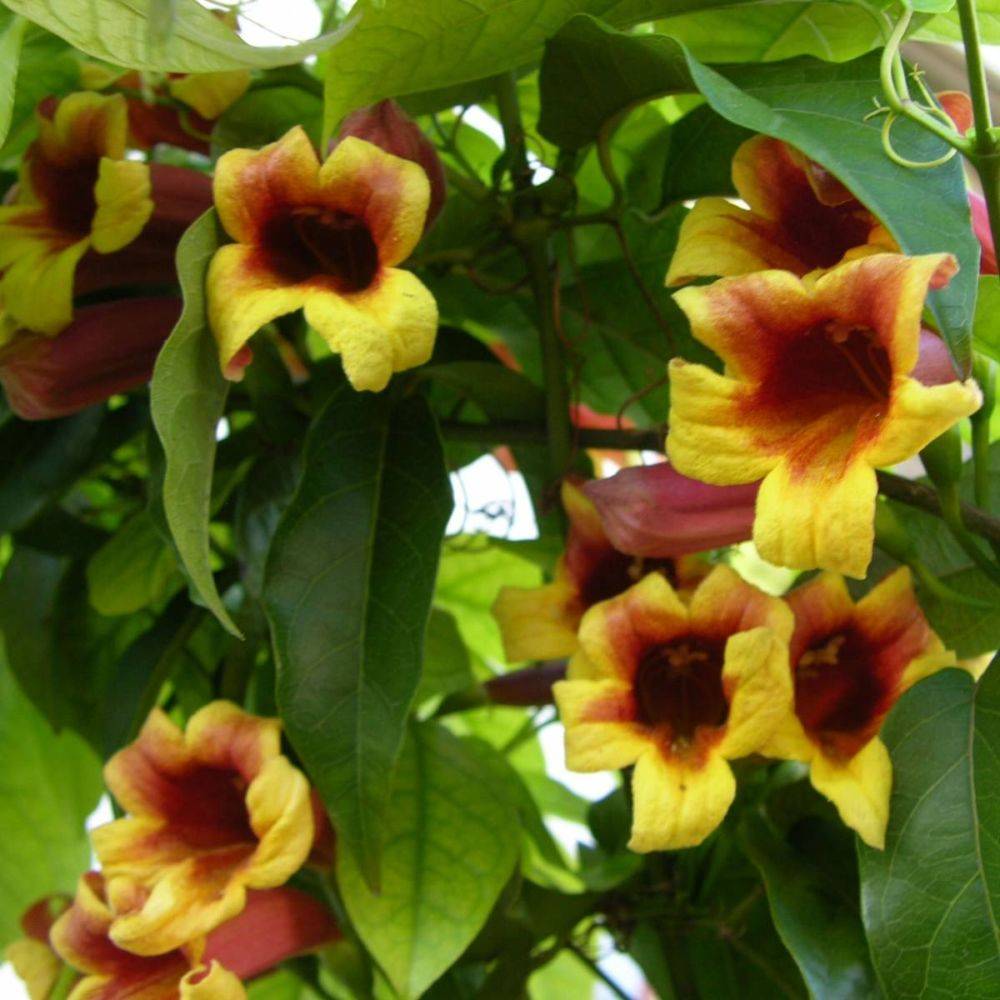 Bignone capreolata