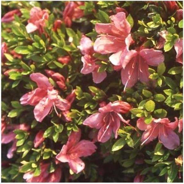 Azalée japonaise 'Macrostemon'