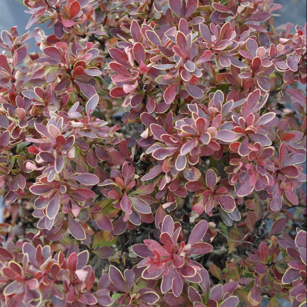 Berbéris de thumberg 'Admiration'