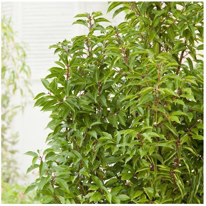Laurier du Portugal 'Angustifolia' - Image 1