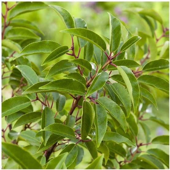 Laurier du Portugal 'Angustifolia' - Image 2