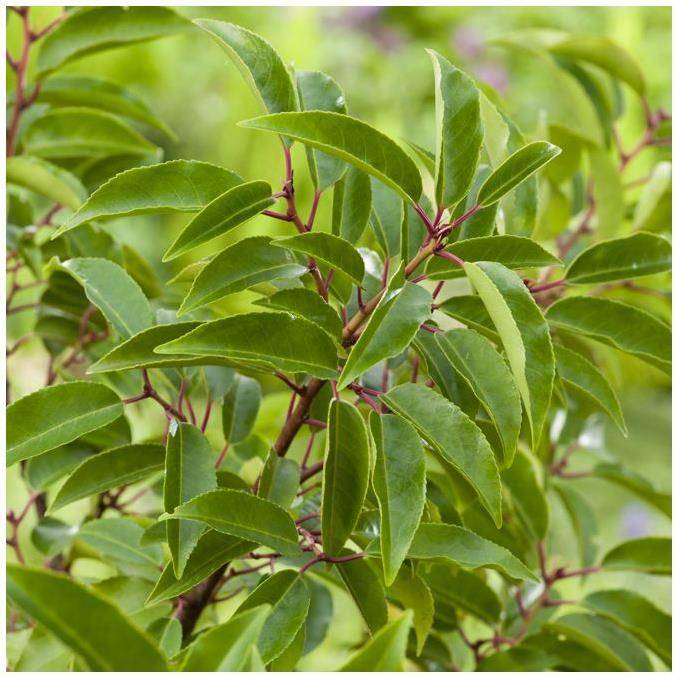 Laurier du Portugal 'Angustifolia'