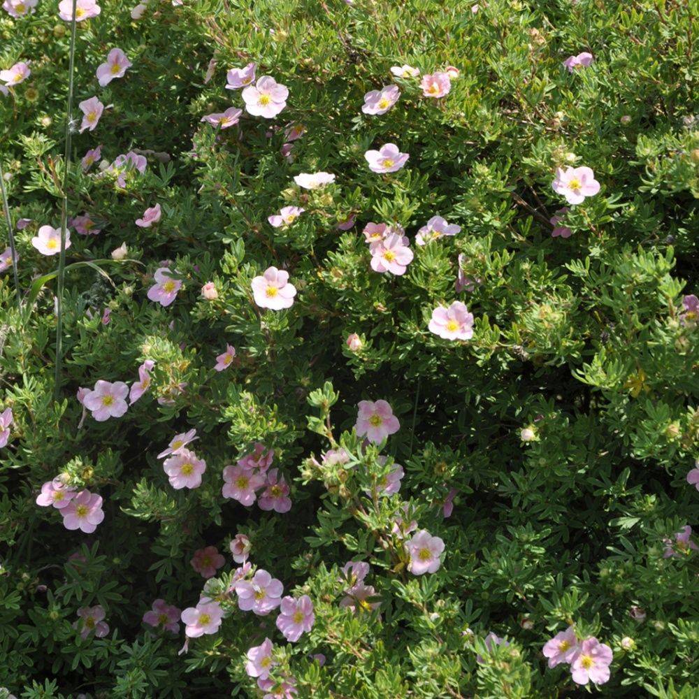 Potentille arbustive 'Lovely pink'