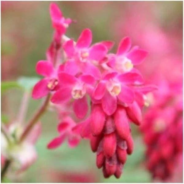 Groseillier à fleurs 'Pulborough scarlet'
