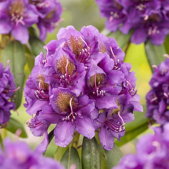 Rhododendron 'Marcel Ménard' - Image 2