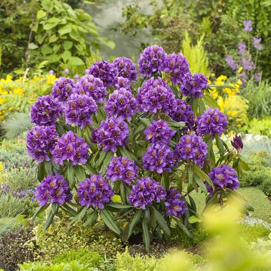 Rhododendron 'Marcel Ménard' - Image 3
