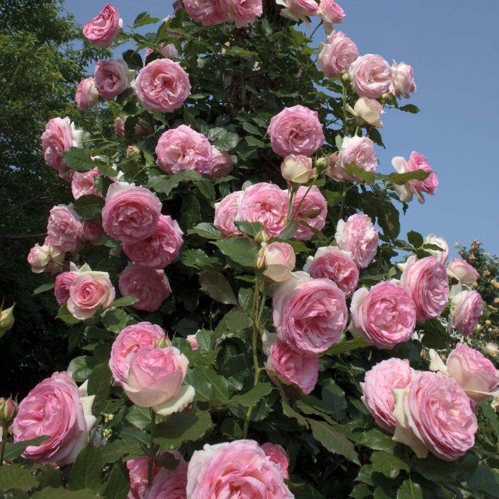 Rosier grimpant 'Pierre de Ronsard®' - Rosier Meilland - Image 2