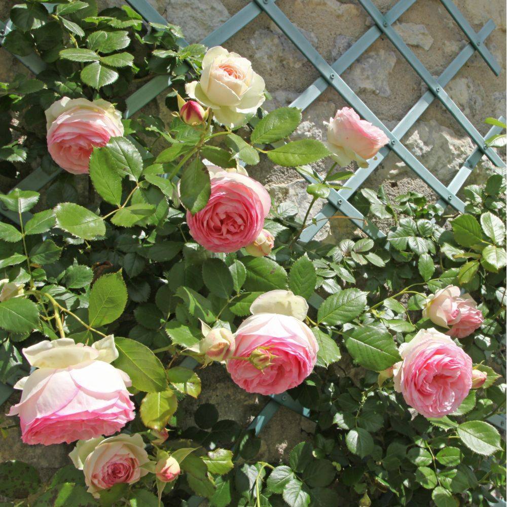 Rosier grimpant 'Pierre de Ronsard®' - Rosier Meilland - Image 6