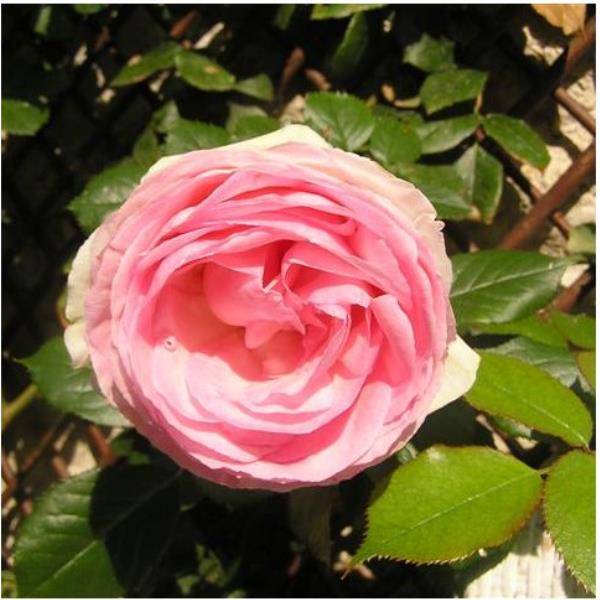 Rosier grimpant 'Pierre de Ronsard®' - Rosier Meilland - Image 5