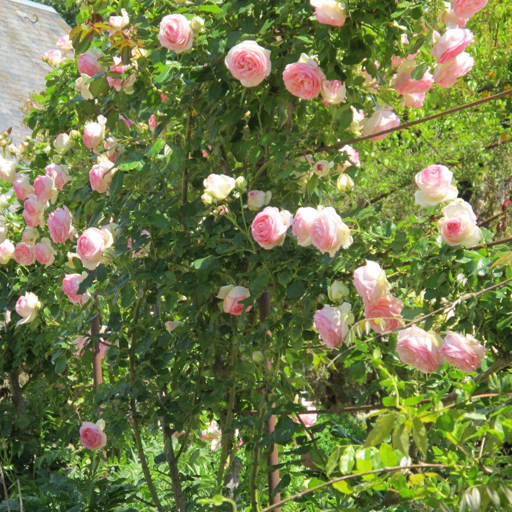 Rosier grimpant 'Pierre de Ronsard®' - Rosier Meilland - Image 3